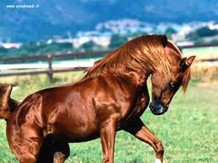cavalli arabi 1